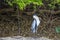 Cocoi Heron w/Speared Armoured Catfish in Jungle