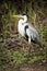 Cocoi heron walks past bushes in forest