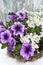 Coconat hanging basket with purple petunia and white flowers