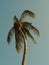 Coconat palm tree
