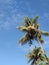 Coconat Tree
