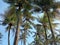 Coconat tree garden and blue sky