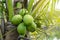 Coconut aromatic small tree in agricultural field organic.