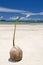 Coconut on a beach