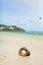 Coconut on a beach and fly surfers in background