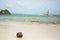 Coconut on a beach and surfers in background