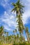 Coconut beautiful with cloud and sky at Beach