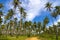 Coconut beautiful with sky at Beach Ban Krut