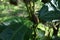 A Coconut beetle on stem of a cinnamon plant