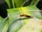 Coconut black earwig was eating coconut leaf beetle in Viet Nam.