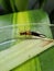 Coconut black earwig was eating coconut leaf beetle in Viet Nam.