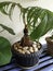 Coconut bonsai or coco bonsai are planted in pots, looking coconut shells wrapped around the roots that look exotic.