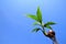 Coconut bonsai object isolated on blue sky