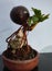 Coconut bonsai plant