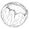 Coconut broken icon. Vector illustration of coconut nut. Hand drawn cartoon coconut. Chopped hairy nut