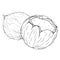 Coconut broken icon. Vector illustration of coconut nut. Hand drawn cartoon coconut. Chopped hairy nut