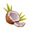 Coconut with Brown Fibrous Husk and White Flesh Vector Illustration