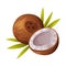 Coconut with Brown Fibrous Husk and White Flesh Vector Illustration