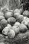 Coconut bunch tropical fruit in gray tinted pattern background