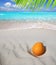 Coconut on Caribbean beach white sand ripe