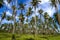 Coconut with clear sky idyllic at Beach Ban Krut