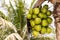 Coconut cluster on coconut palm tree