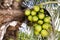 Coconut cluster on coconut palm tree