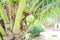 Coconut cluster on coconut tree