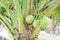 Coconut cluster on coconut tree