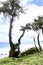 Coconut Coastline Along Kauai`s East Side, Hawaii, USA