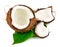 Coconut cocos with green leaf