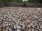 Coconut Copra drying in sunlight