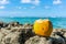 Coconut at the Coral rocks near the sea at Porto de Galinhas Beach, Ipojuca, Pernambuco, Brazil