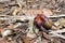 Coconut Crab - Aitutaki Lagoon Cook Islands