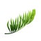 Coconut Exotical Palm Green Leaf Branch Vector