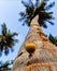 Coconut falling from the coconut tree