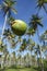 Coconut Falling Palm Trees Grove Blue Sky