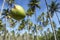 Coconut Falling Palm Trees Grove Blue Sky