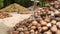 Coconut farm with nuts ready for oil and pulp production. Large piles of ripe sorted coconuts. Paradise Samui tropical island in