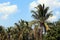 Coconut farm, plantation coconut garden on sky
