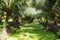 Coconut farm in Thailand with green canal