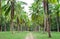 Coconut field in thailand