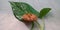 coconut flavor biscuits isolated with green leaf at white background