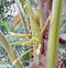 Coconut flower bloom on morning shoot, with freshness yellow flowers brunch on plant.