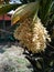 Coconut Flower Picture