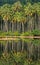 Coconut forest in Asian country