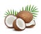 Coconut. Fresh tropical opened coco fruit with milk and palm green leaves vector natural dessert