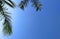 Coconut fronds against clear blue sky in the background with copy space for your work.