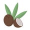 Coconut, fruit, animated vector illustration