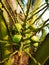Coconut fruit, close-up bunch of fresh green coconuts Clusters on palm tree, nature background
